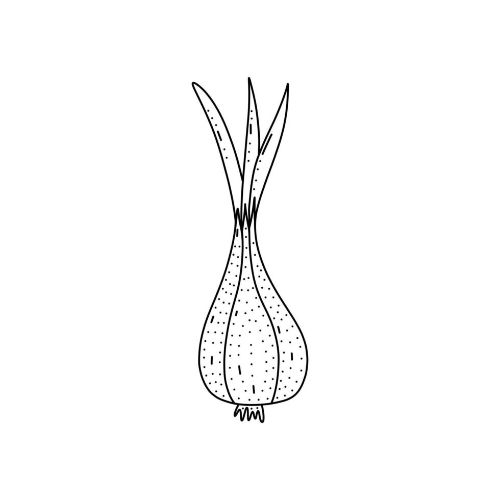 Hand drawn vector illustration of onion in doodle style. Cute llustration of a vegetable on a white background.