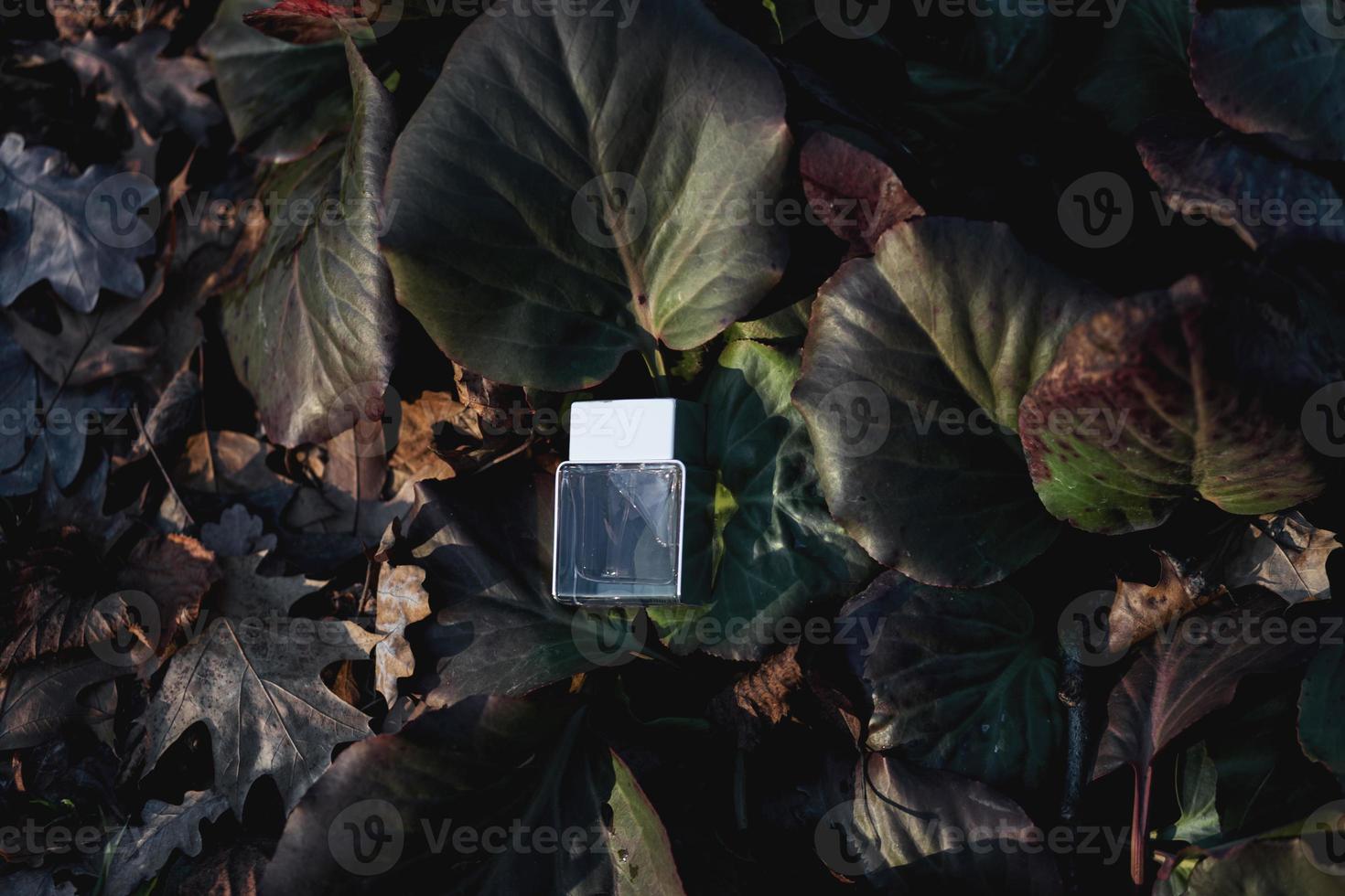 transparent perfume bottle photo