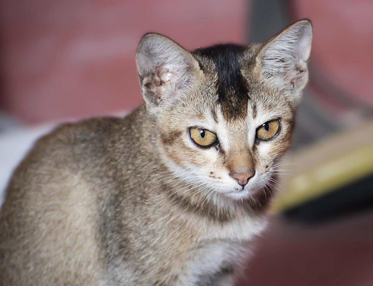 bangladeshi-kitten-small-cat-5967738-stock-photo-at-vecteezy