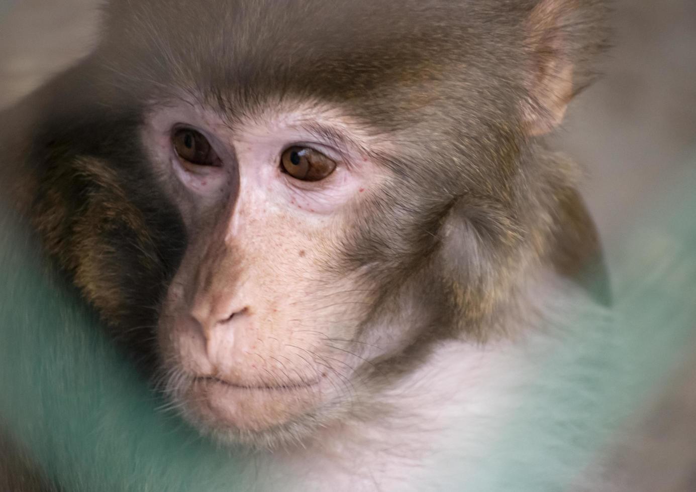 Sad Monkey looking outside the window.Selective focus. photo