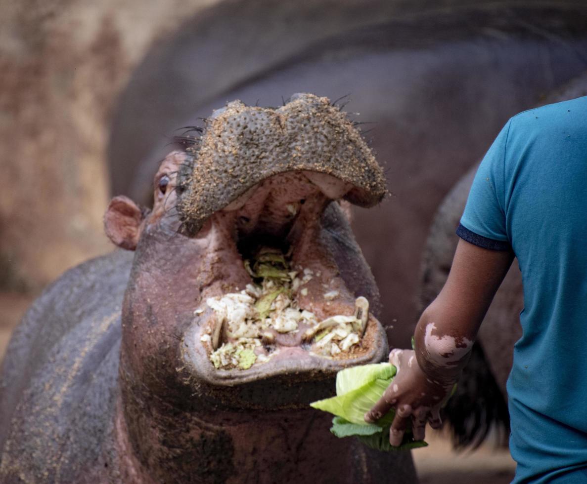Close shot of eating moment of hippopotamus. photo