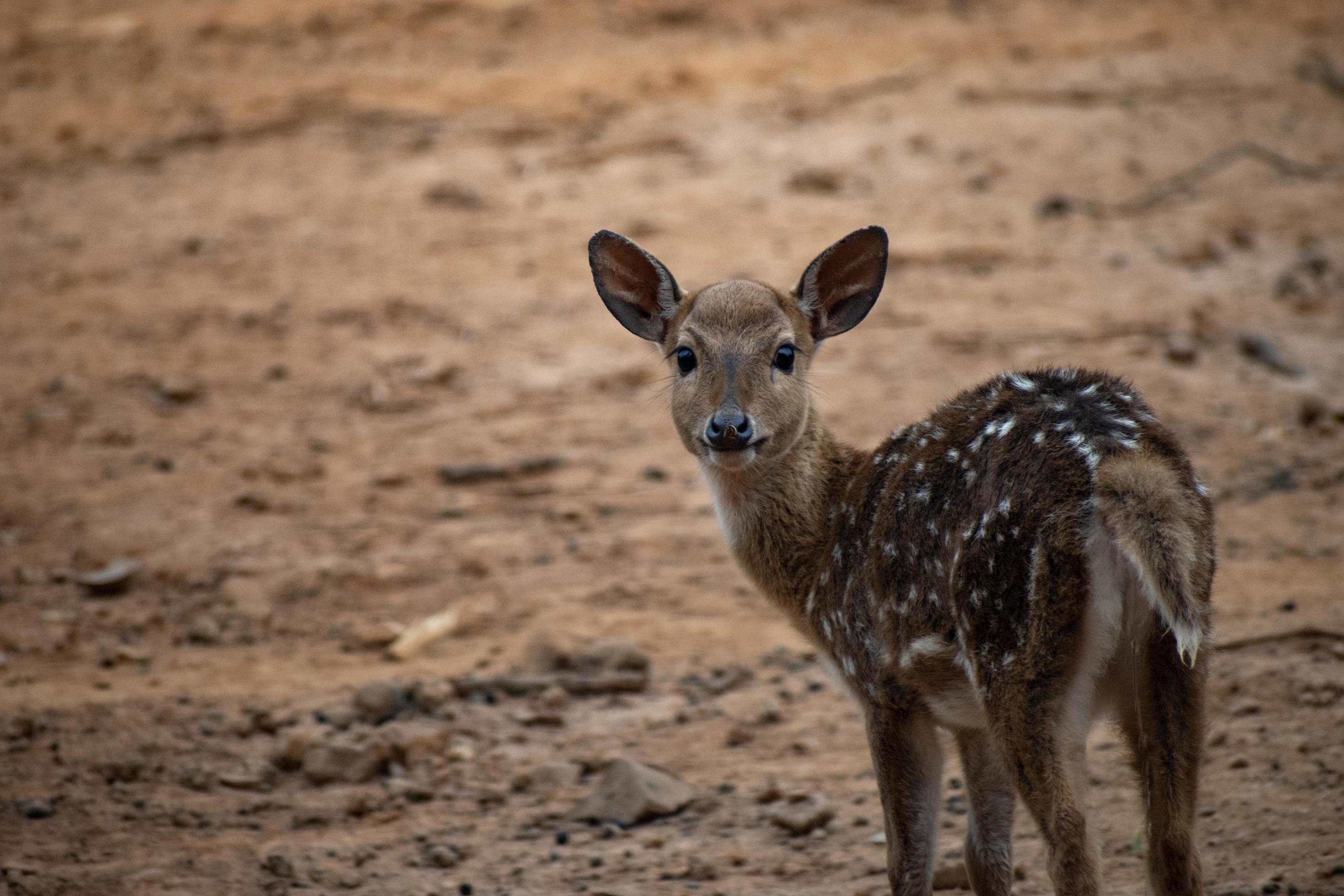 baby axis deer