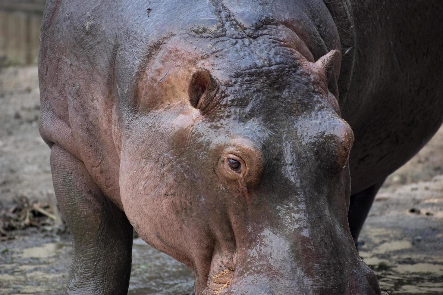 Close up shot of Hippopotamus, hippopotamus amphibius. photo