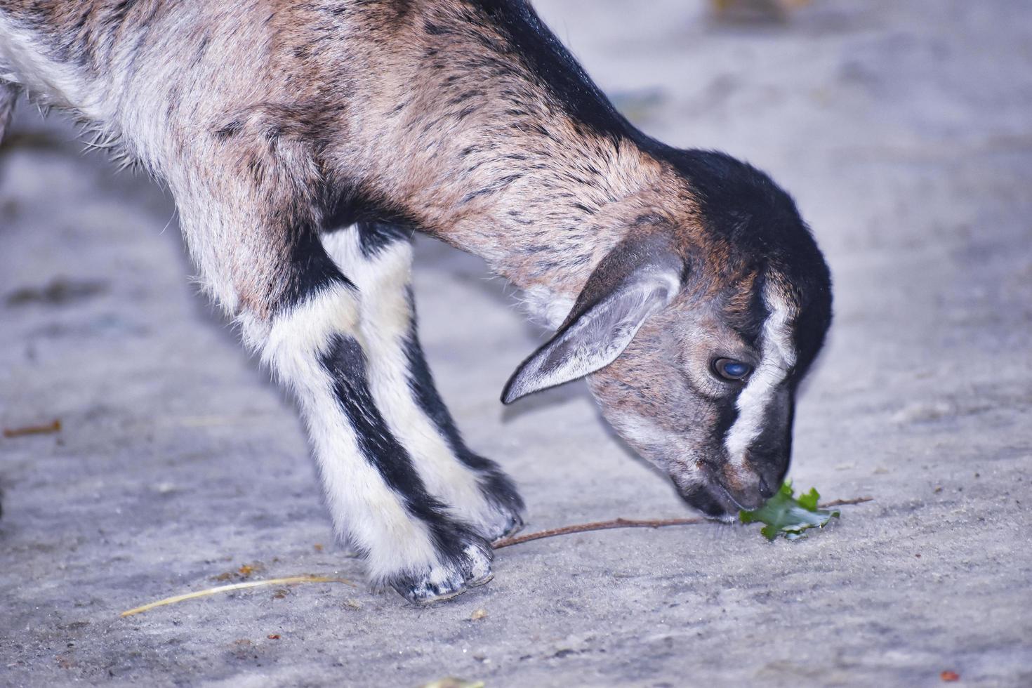 Bangladeshi Goat eating leaf. photo