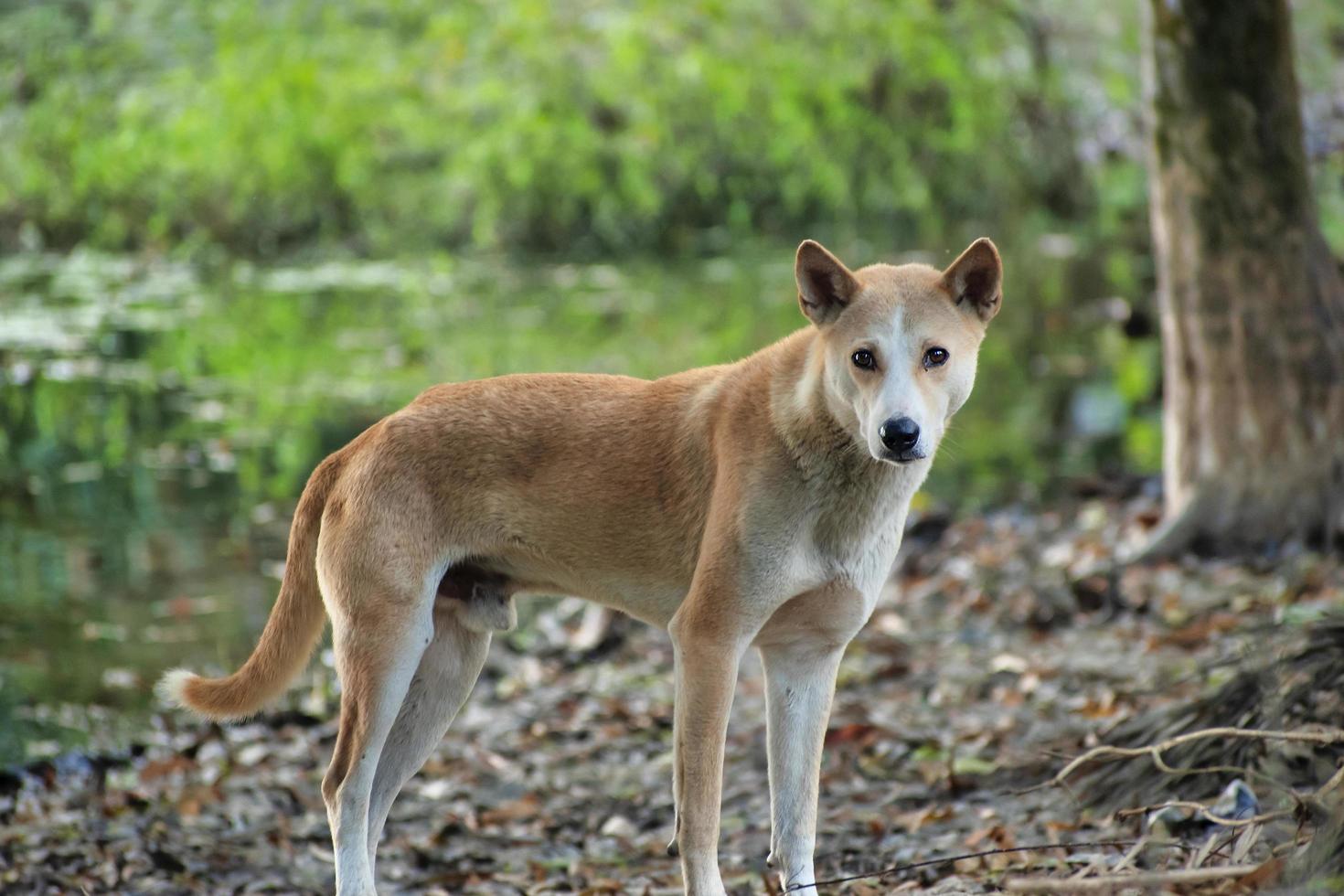 Indian pariah dog. photo
