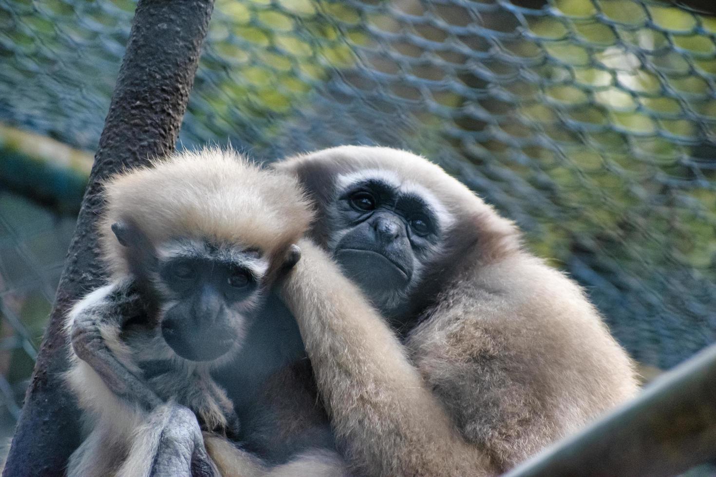 Two cute Monkeys Holding Each Other. photo