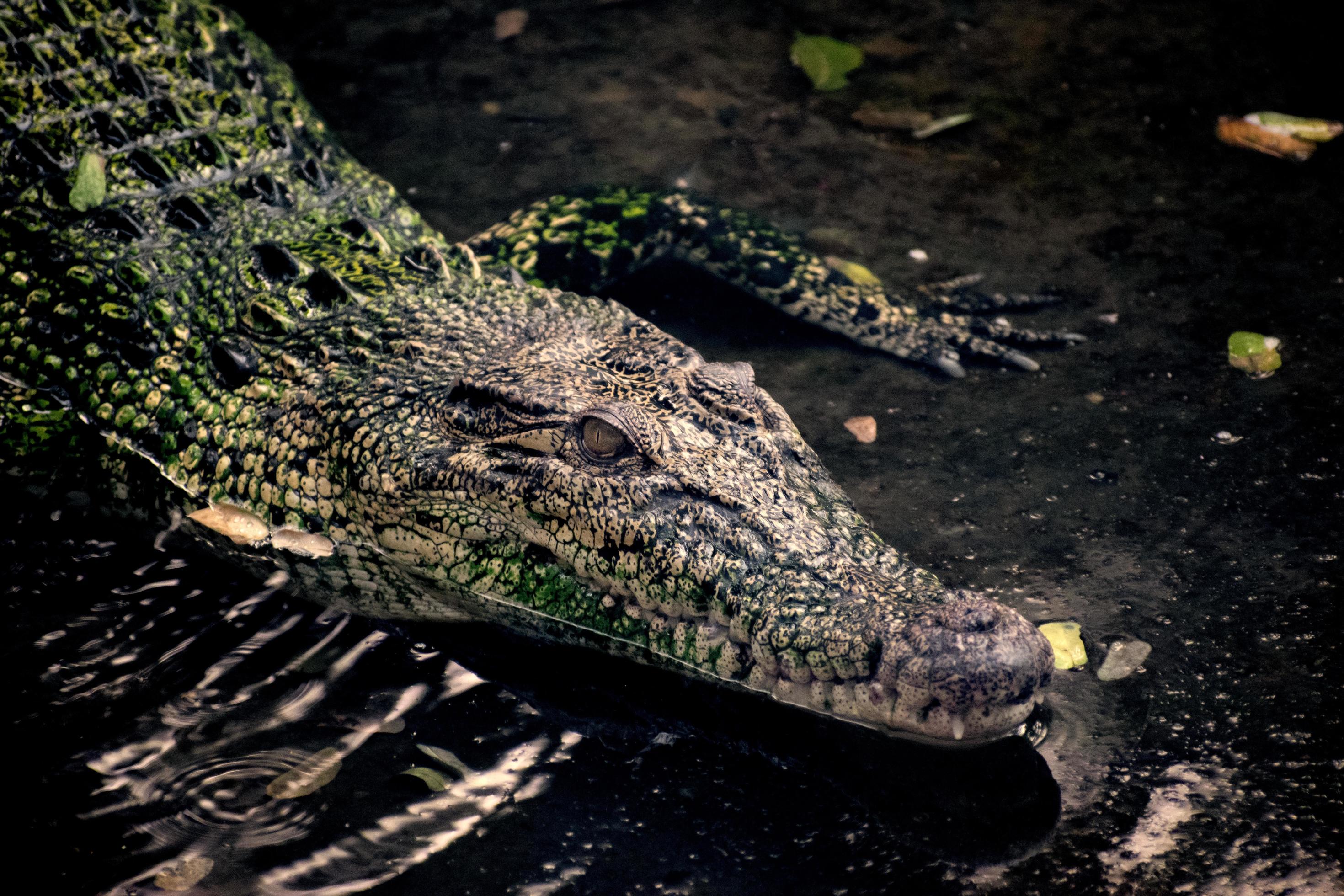 Crocodiles, subfamily Crocodylinae or true crocodiles are large