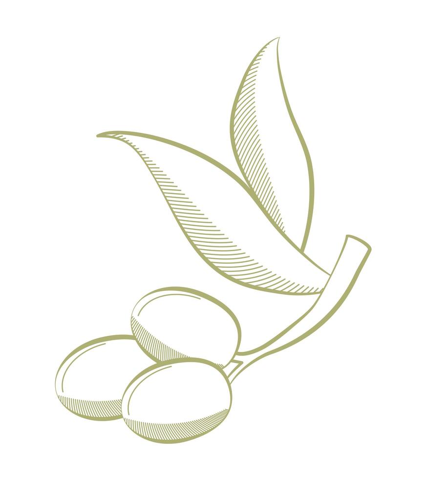 olive branch illustration vector