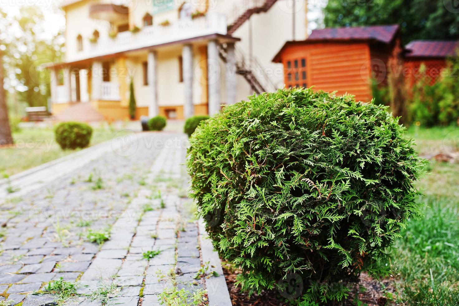 White cedar bushes near path of home at forest photo