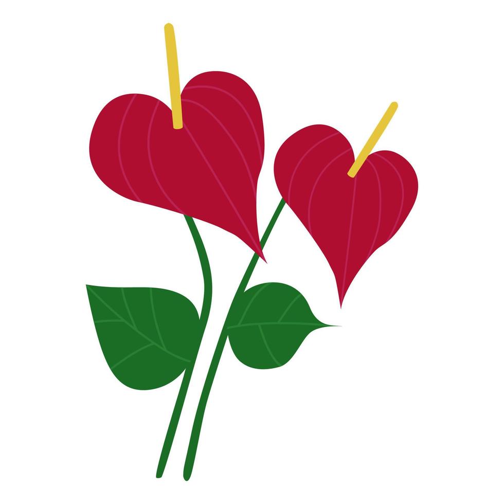 Anthurium, a tropical red flower. Vector. In the style of hand drawing. vector