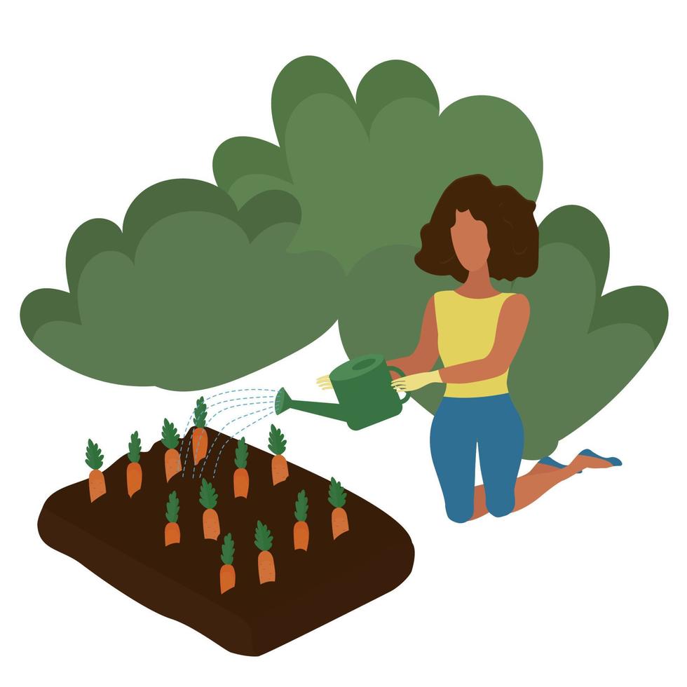 The girl is working in the garden, watering carrots. vector