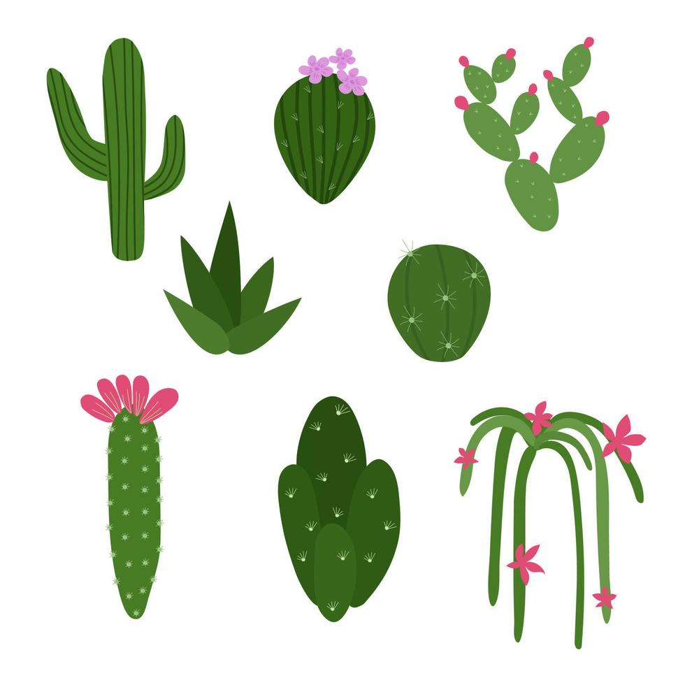 conjunto de diferentes tipos de cactus. verde y con flores. ilustración vectorial brillante. vector