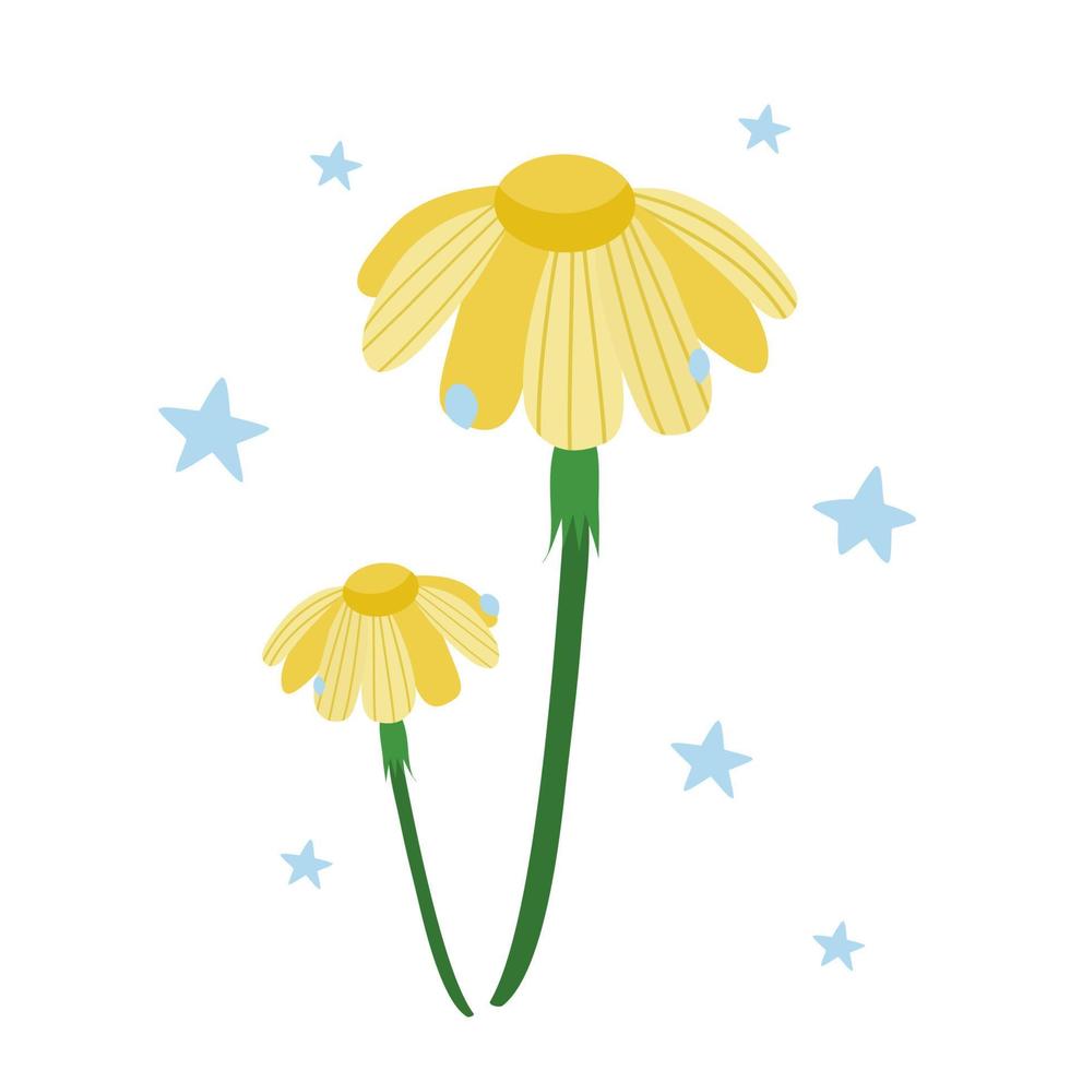 Yellow chamomile flowers on a background of blue stars. Vector. In the style of hand drawing. vector