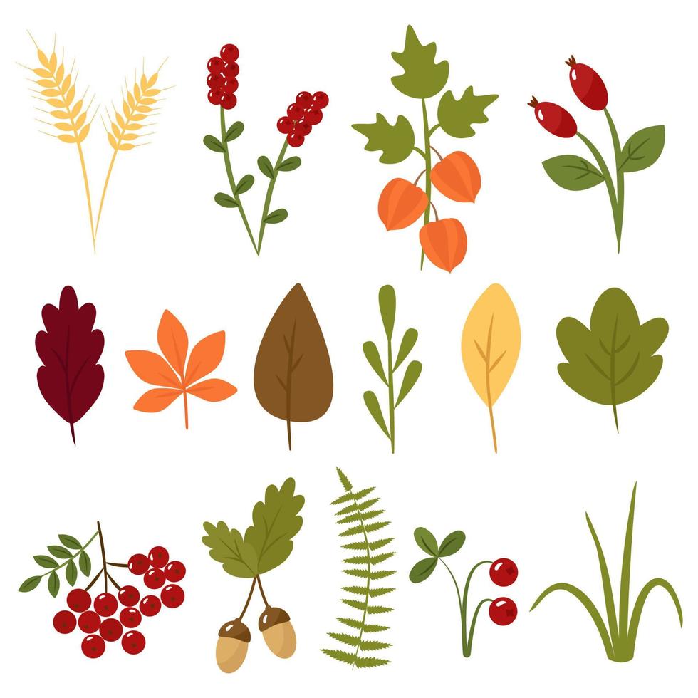 Autumn collection of leaves and berries. Cartoon pictures of wheat, cranberry, physalis, maple, acorn, mountain ash. Vector illustration isolated. For design or decoration