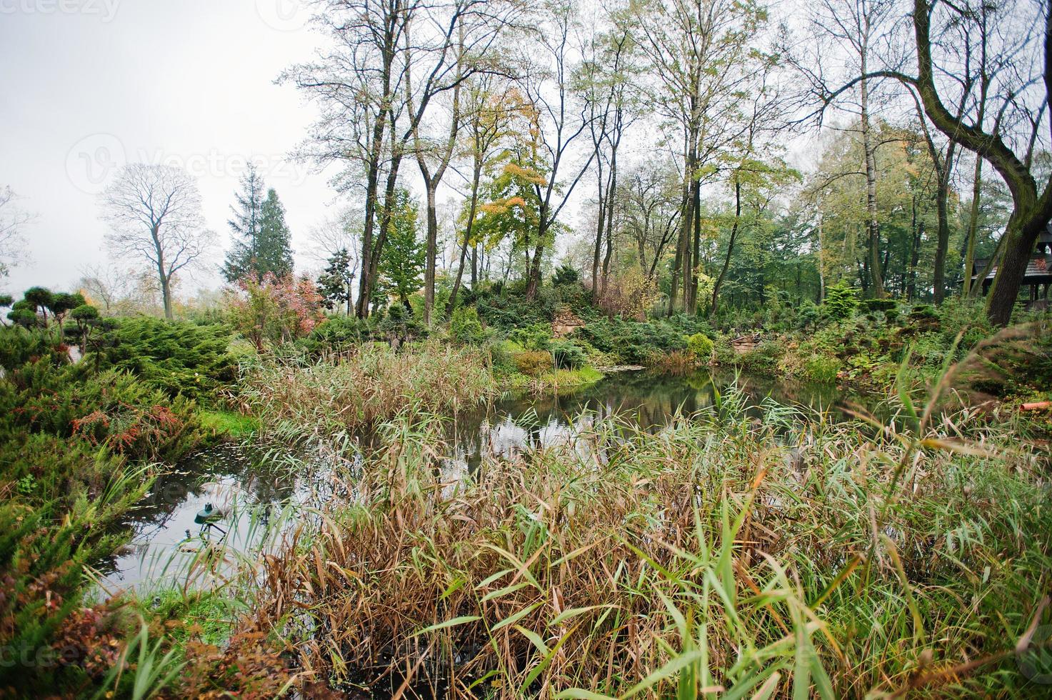 un pequeño estanque de jardín con arbustos y vegetación exuberante foto