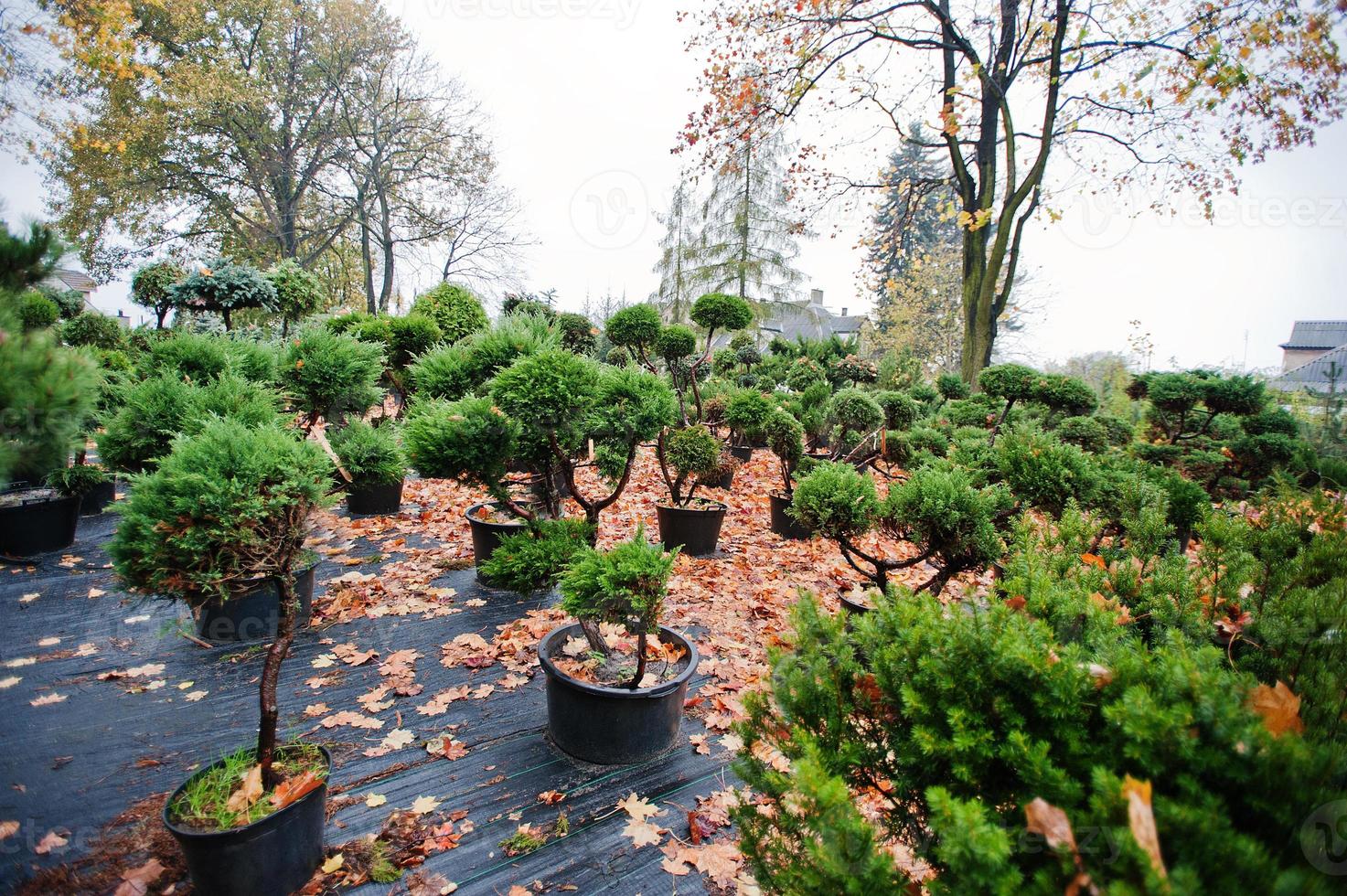 Many black pots with soil and seedlings of coniferous trees and white cedar photo
