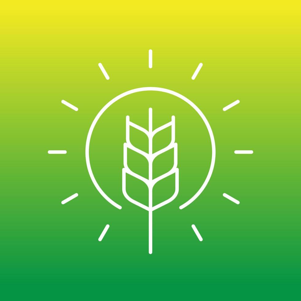 wheat and sun line icon, vector