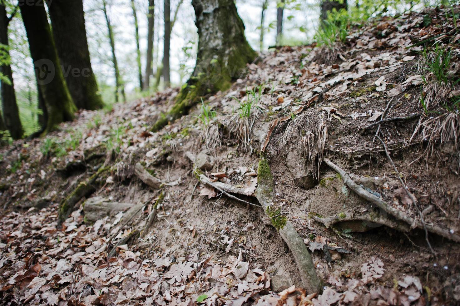 Extensive roots on forest ground photo