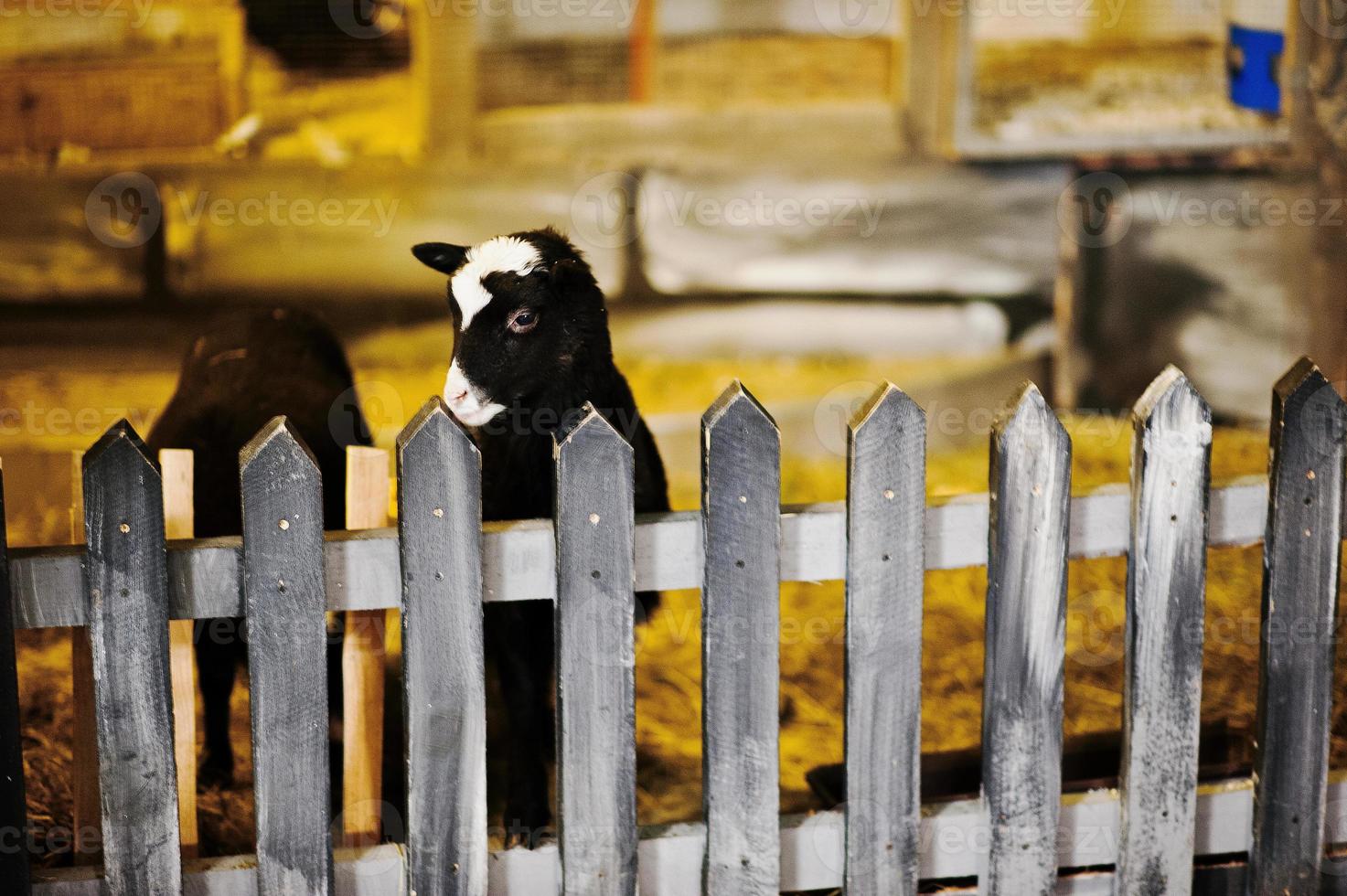 Very large christmas nativity crib. Sheep photo