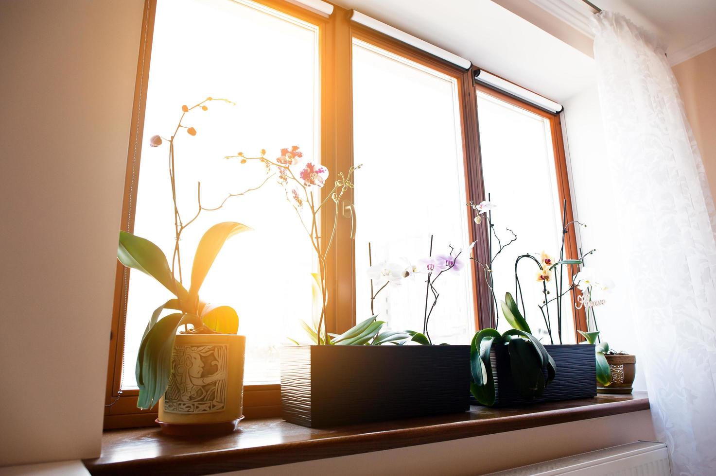 Orchid flowers in pots on the window apartment photo