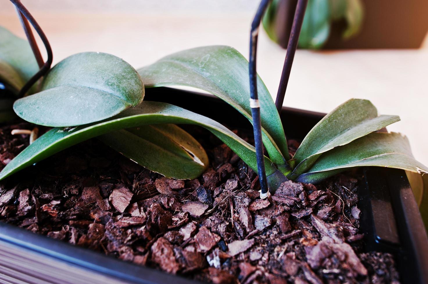 Bark in a pot orchids at wooden background photo