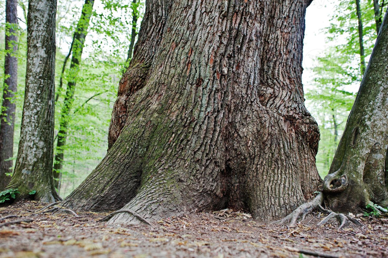 Rough tree trunk on forest photo