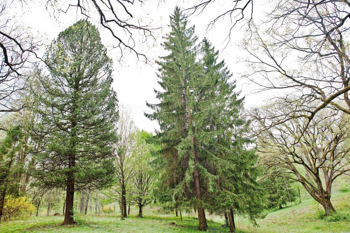 Tall spruce and pine trees on forest Transcarpathia photo