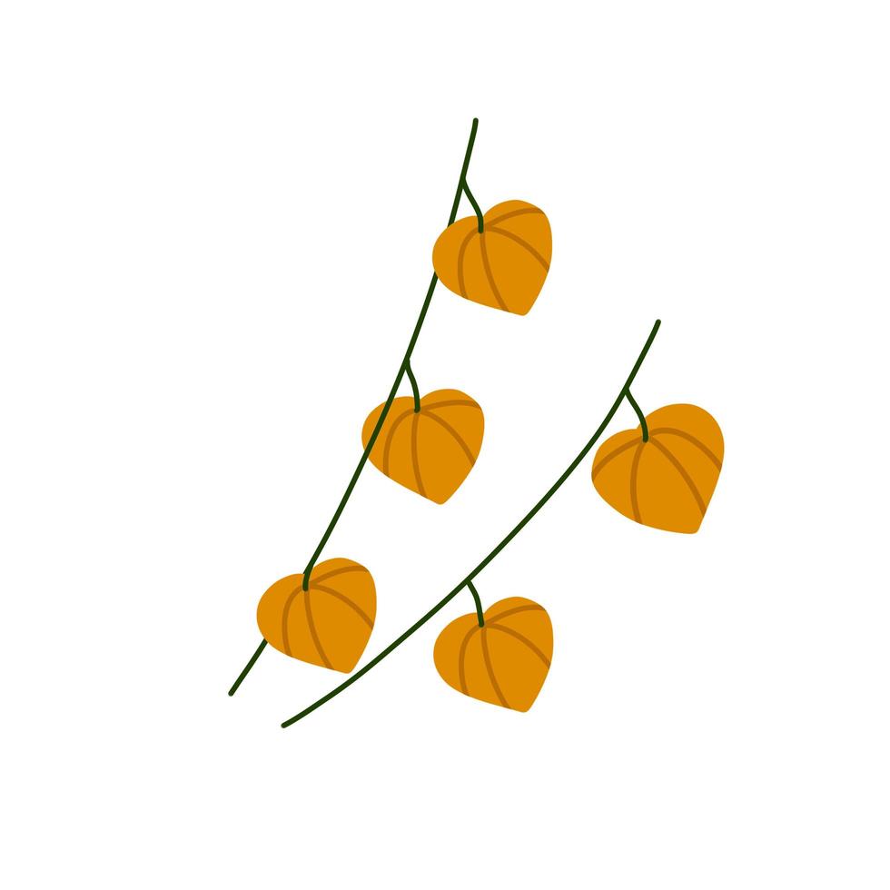 rama de fisalis. flor naranja. planta ornamental vector