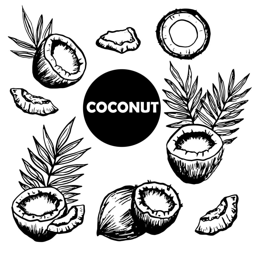 conjunto de coco entero, mitades de coco, trozos de pulpa y hojas de palma. ingrediente de la bebida del desierto alimentario. garabato negro, estilo simple. vector de dibujo a mano