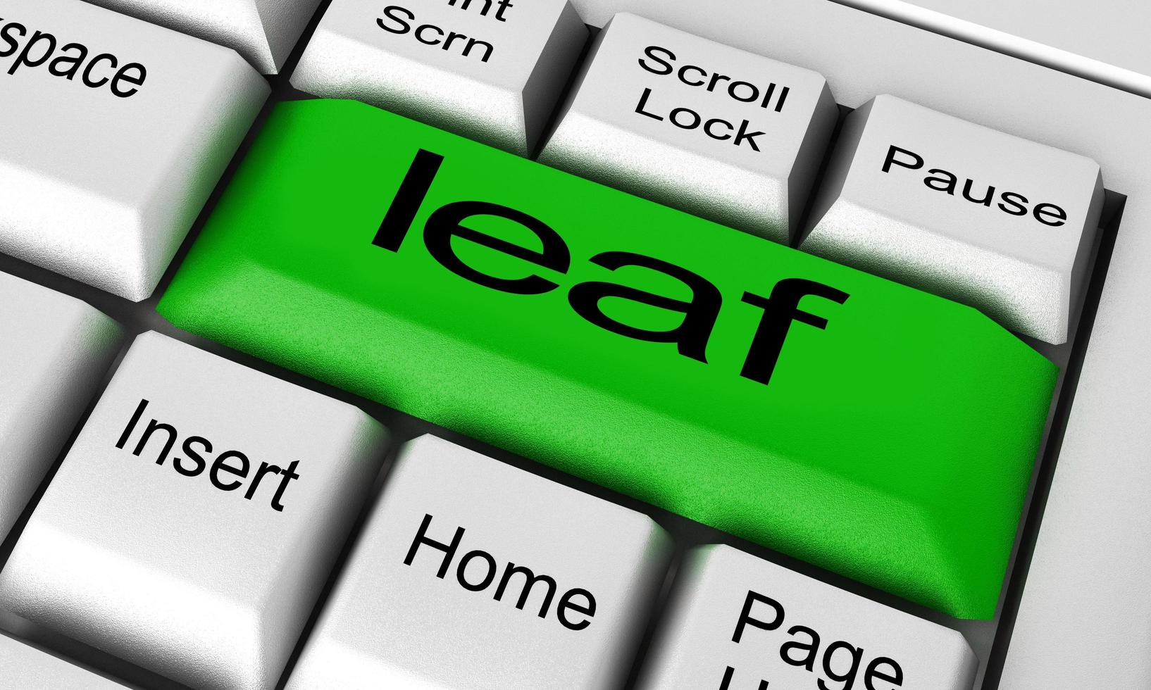 leaf word on keyboard button photo