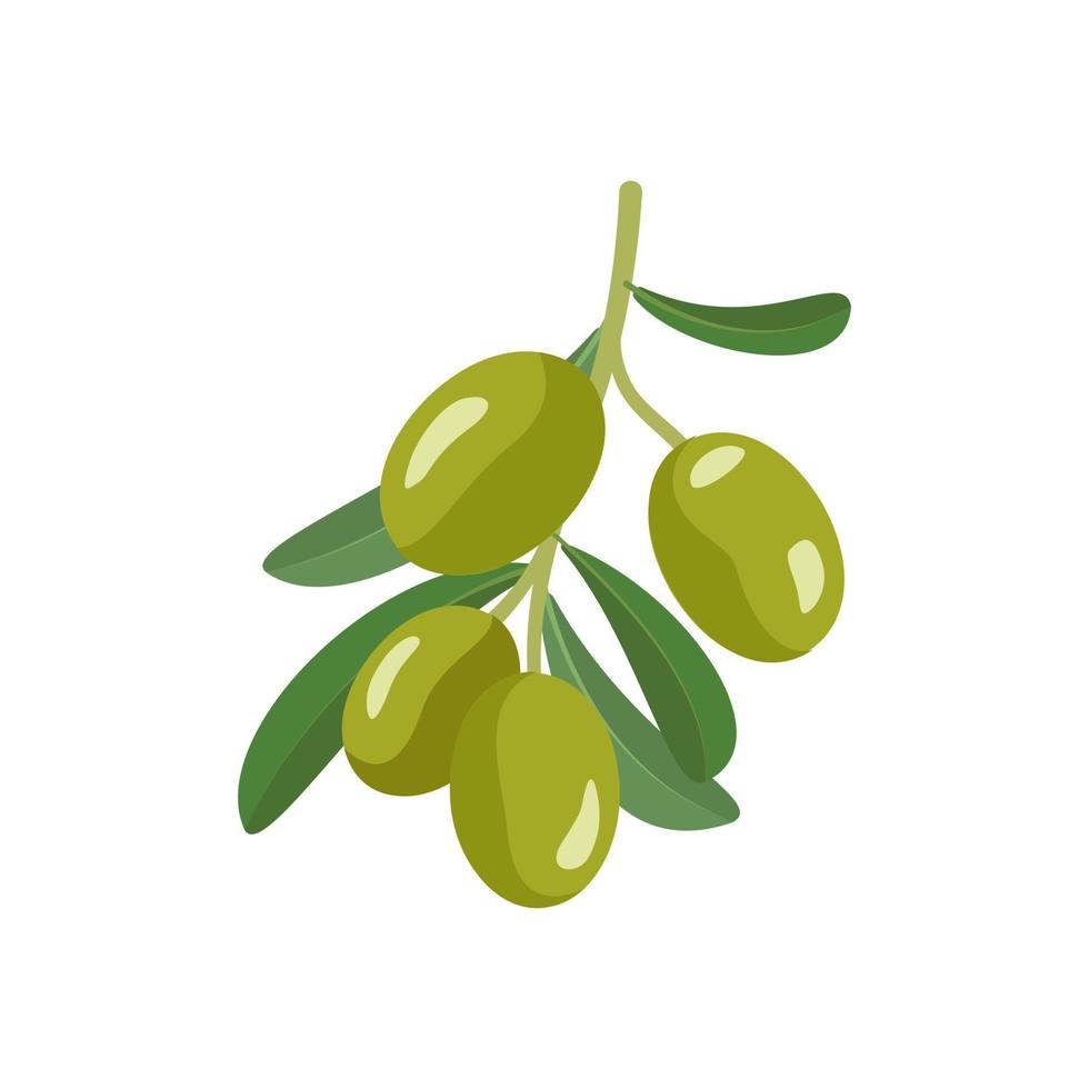 Branch of green olives with fruits and leaves. Greek traditional food. Vector flat illustration