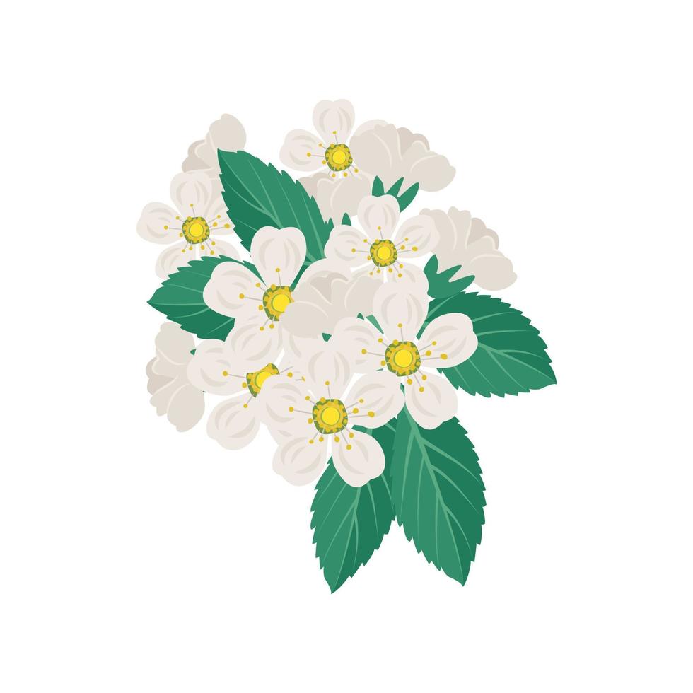 White cherry flowers on branch with leaves. Spring decoration, flowering fruit tree plant. Vector flat illustration