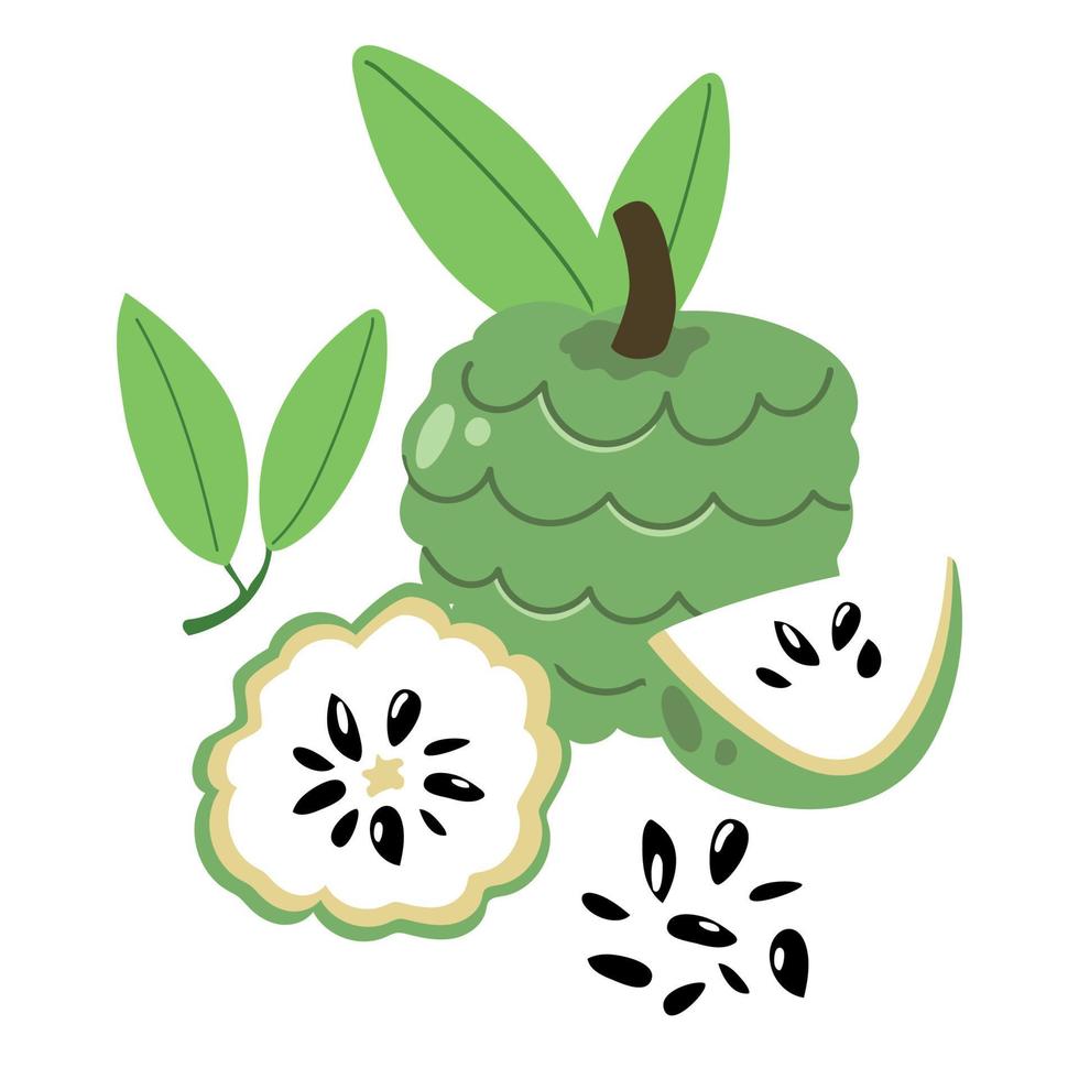 Hand drawn set of custard apple, sweet fruit. vector