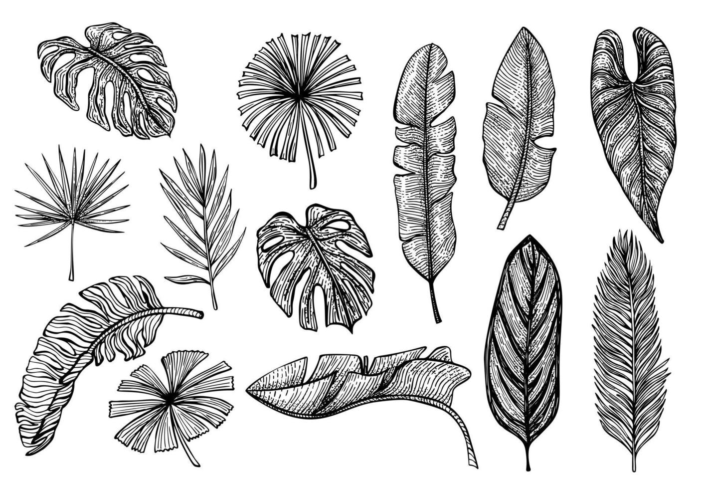 establecer hojas tropicales aisladas. plátano retro, monstera, palma, hoja de alocasia en estilo dibujado a mano. vector