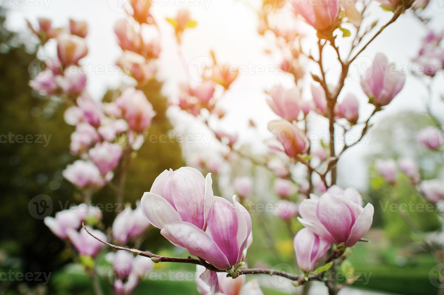 ramas de flores de magnolia blanca y rosa foto