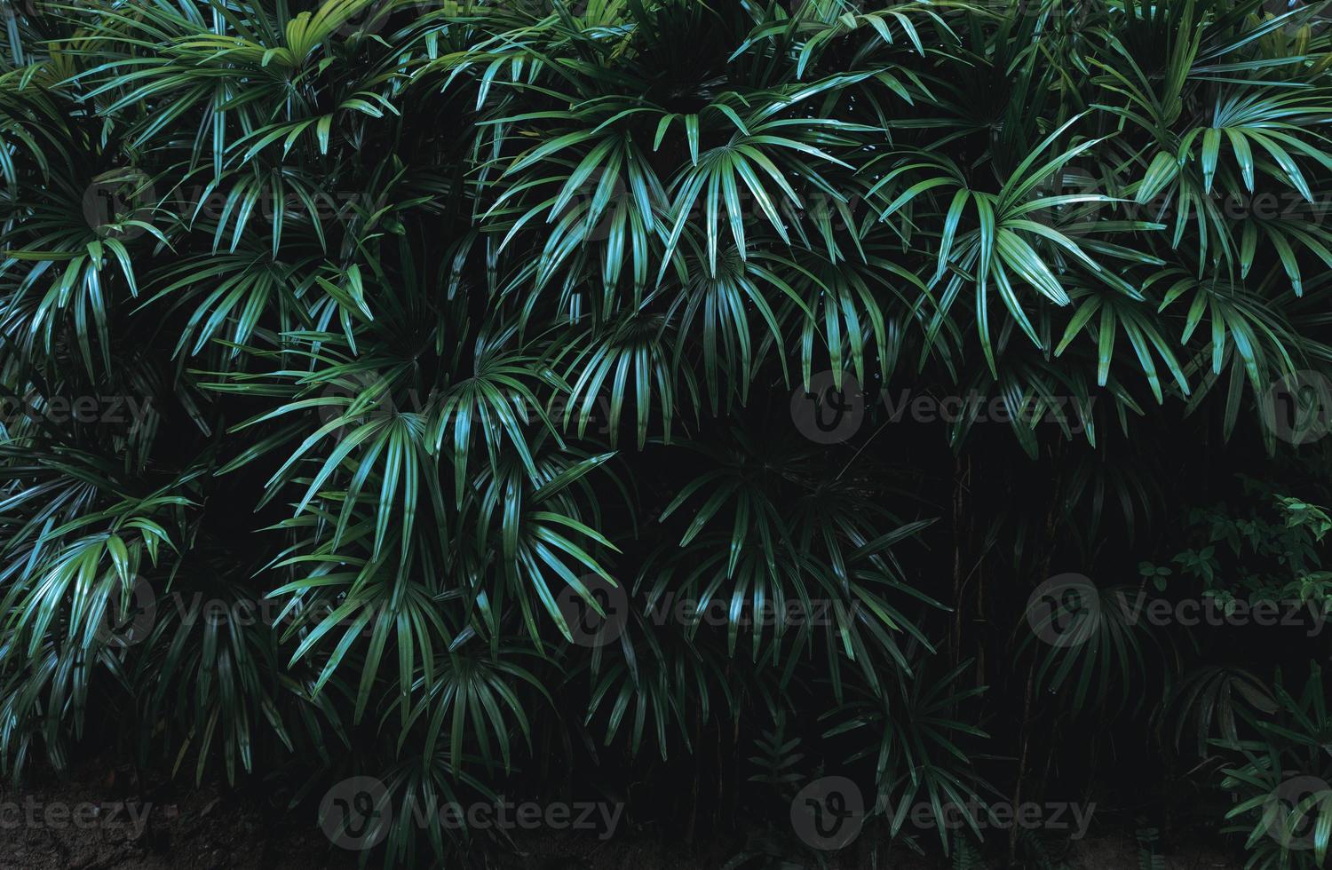 Tropical green leaf background, Dark tone theme. photo
