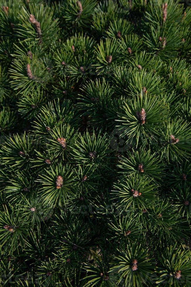 Branches of young fir trees with dense canvas buds. photo