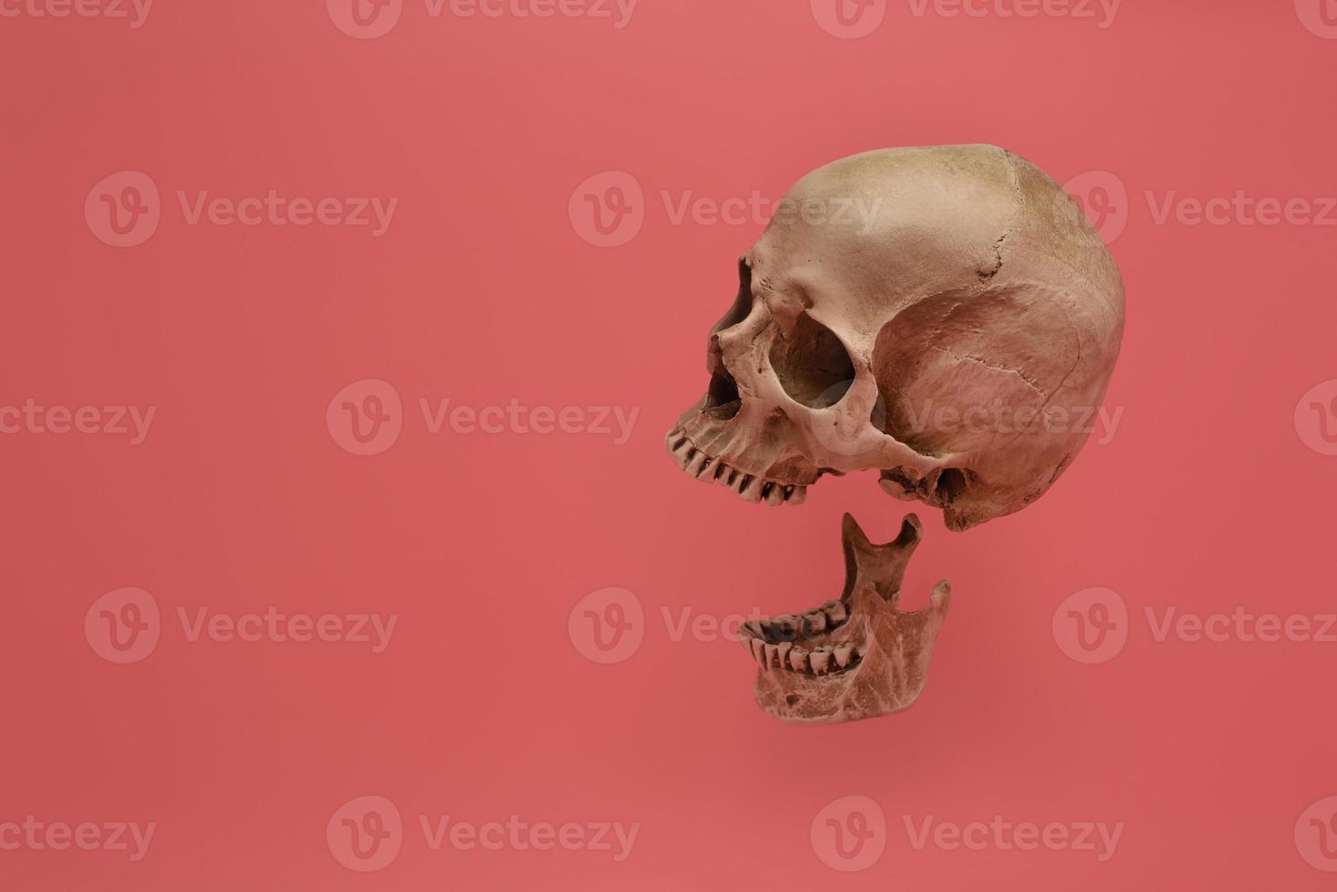 The human skull isolated on a pink background. photo