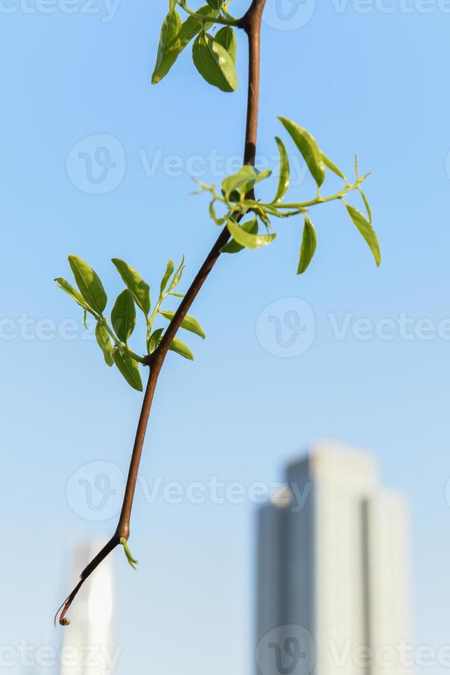 rama de un árbol floreciente en el fondo de los rascacielos foto