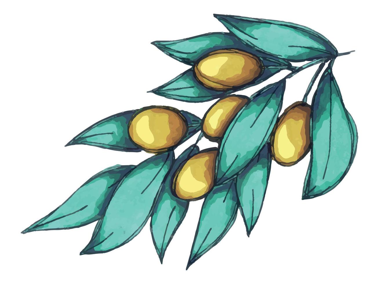 ilustración vectorial de rama de olivo. clipart de alimentos ecológicos dibujados a mano de colores aislados en fondo blanco. vector