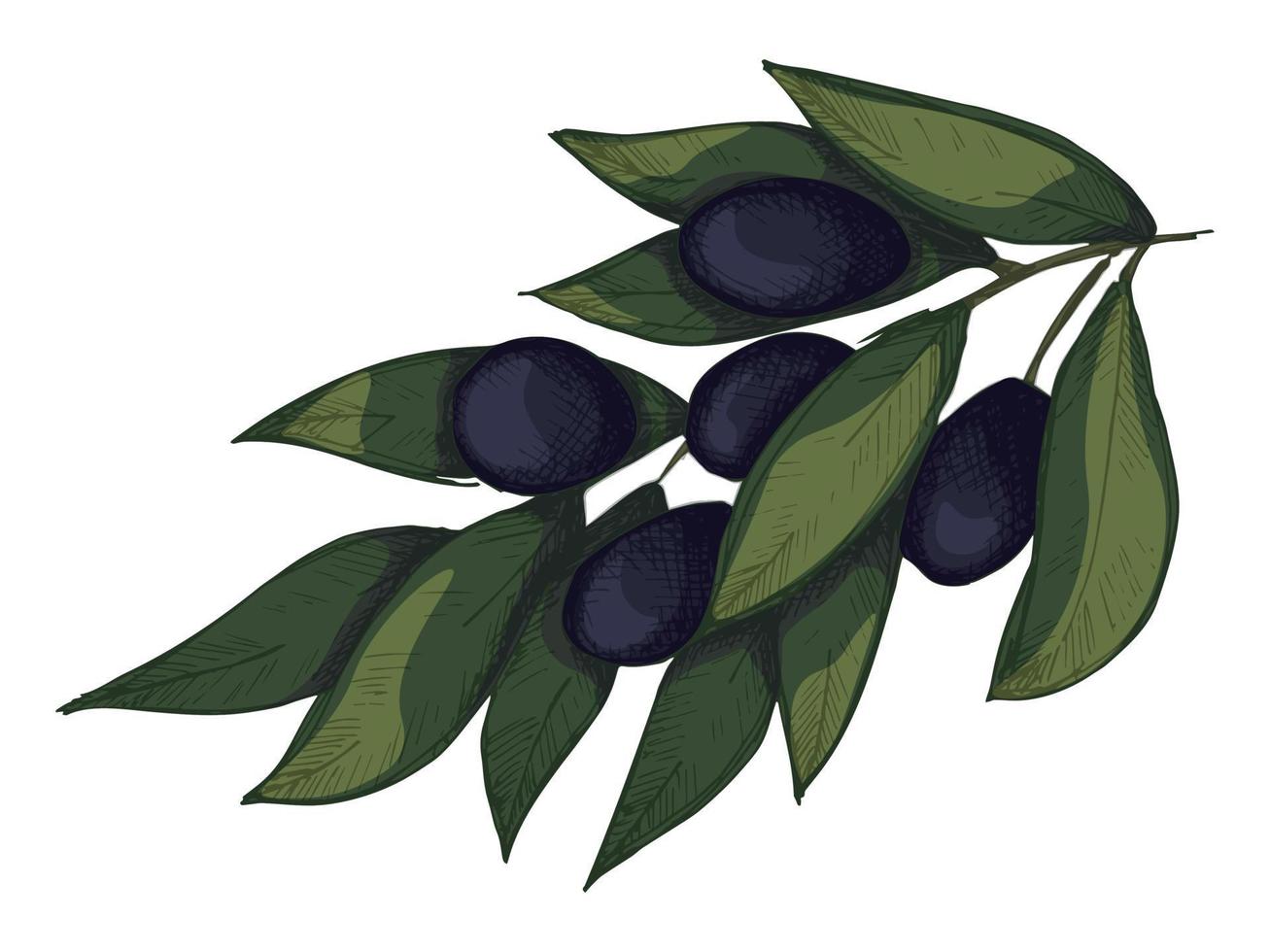 Vector illustration of olive branch. Colorful hand drawn eco food clipart isolated on white background.