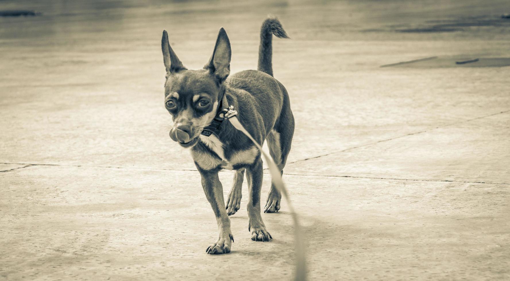 Dog on pink leash is waiting for his master Mexico. photo