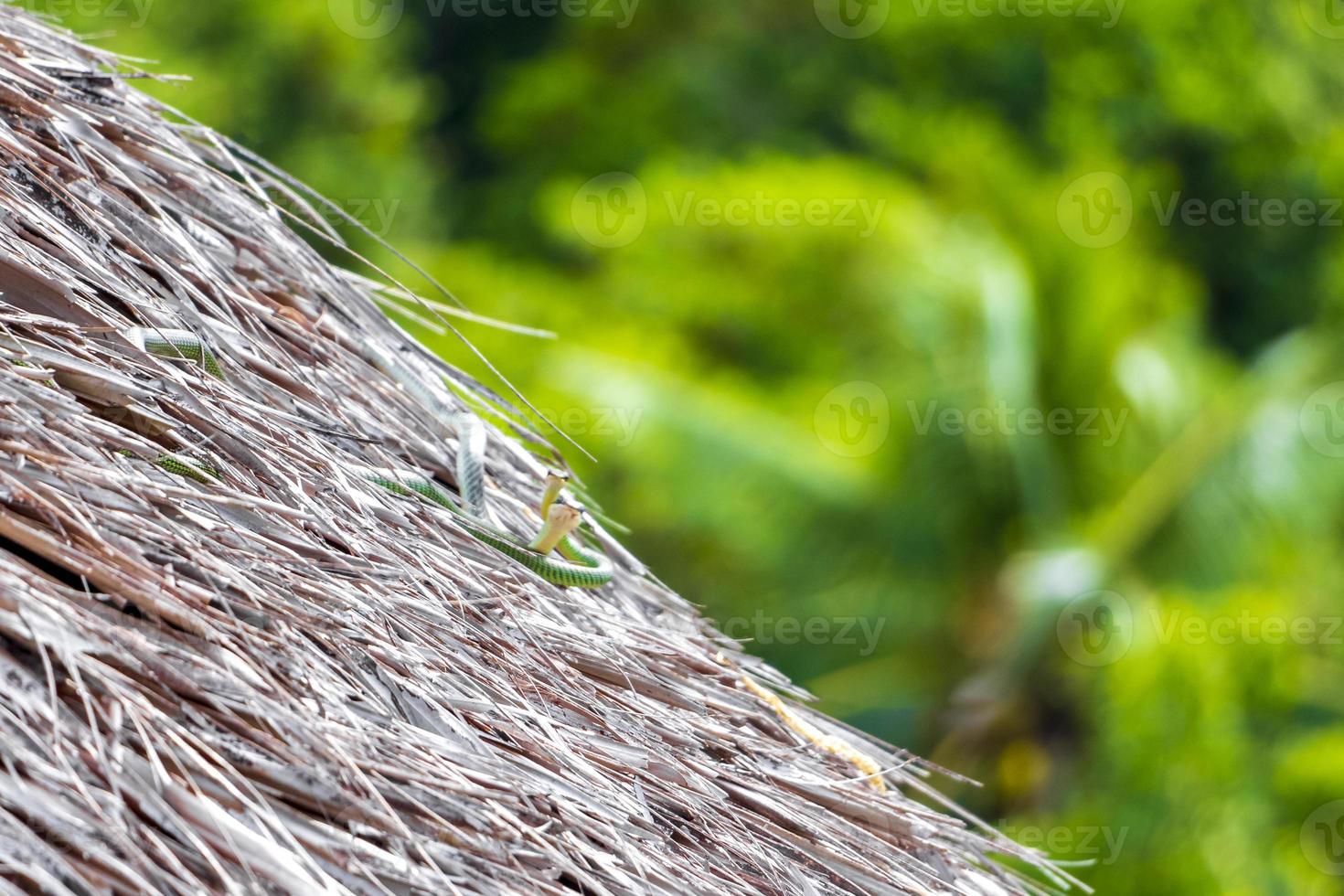 Snakes are watching me from the roof, Koh Phangan, Thailand. photo