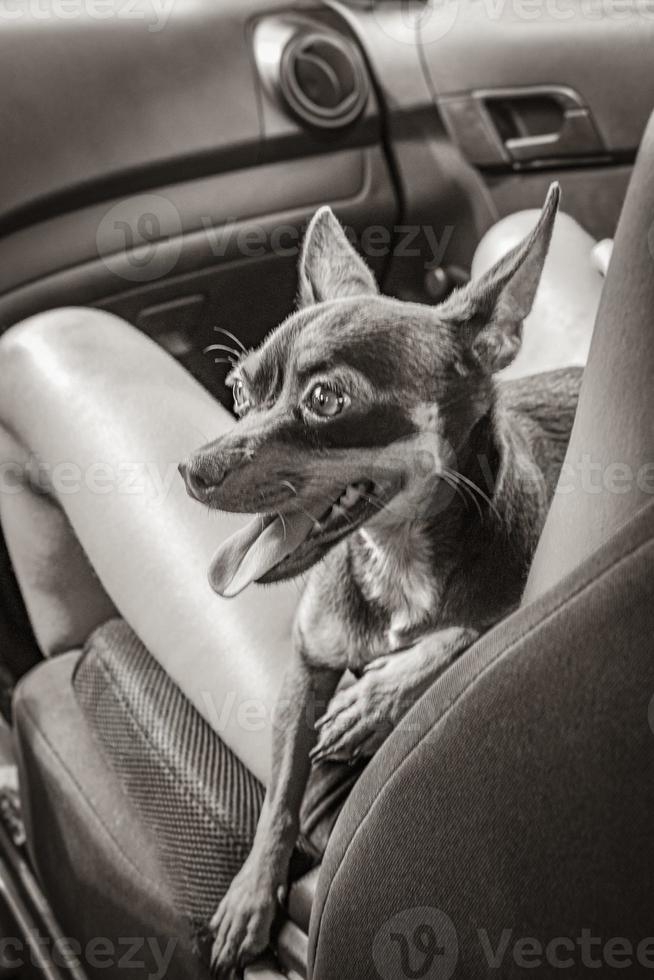 Very happy and cheerful russian toy terrier dog Tulum Mexico. photo