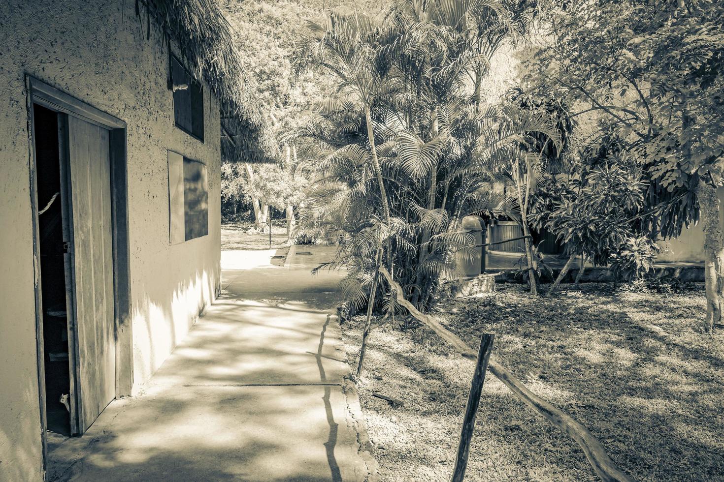 Tropical jungle plants trees walking trails Muyil Mayan ruins Mexico. photo