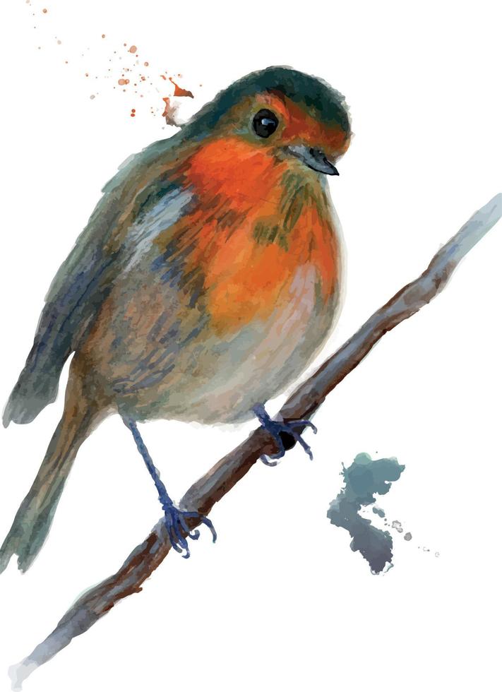 Robin bird watercolor illustration portrait vector