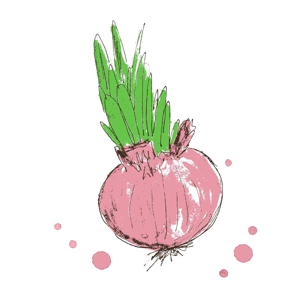 Hand drawn realistic red onion bulb with green leaves. vector