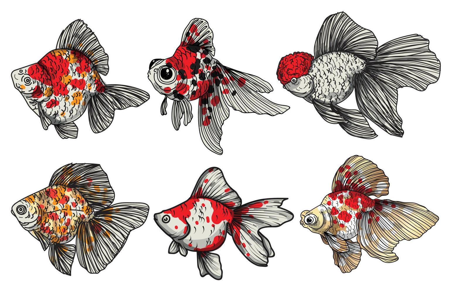 goldfish hand drawing set vector illustration isolated on white background
