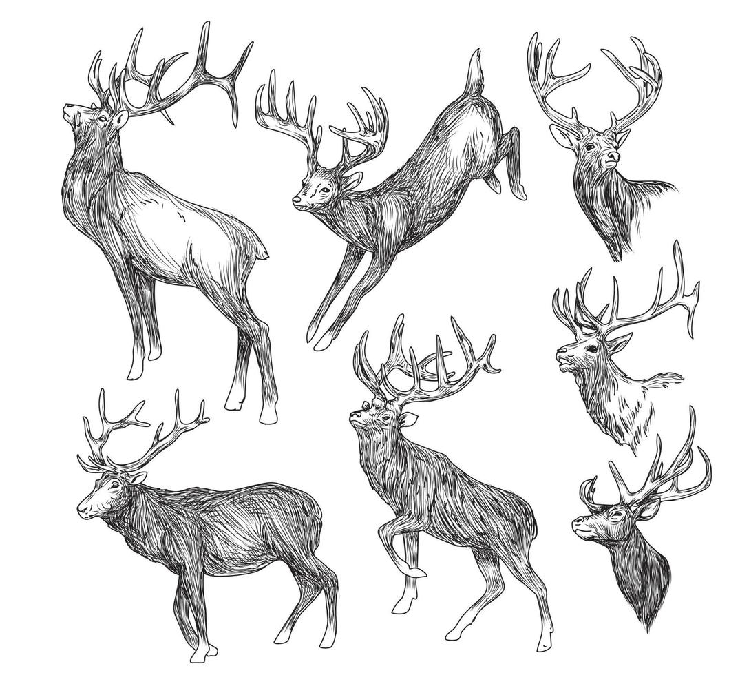 colección de ciervos dibujados a mano boceto de dibujo a mano en blanco y negro vector