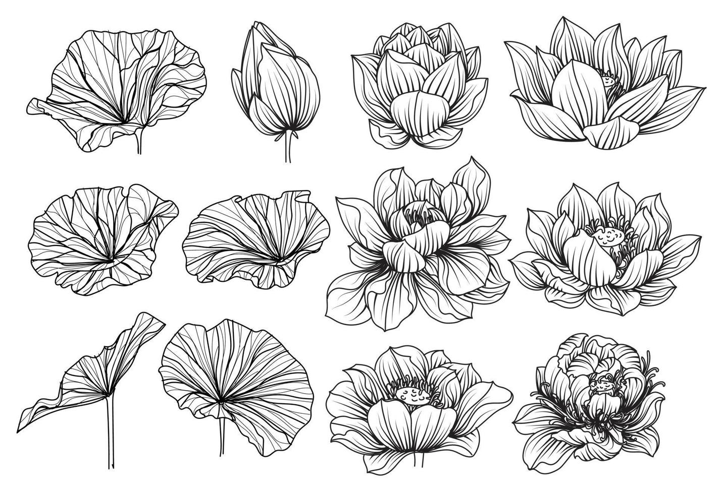 conjunto de flores de loto dibujo y boceto en blanco y negro vector